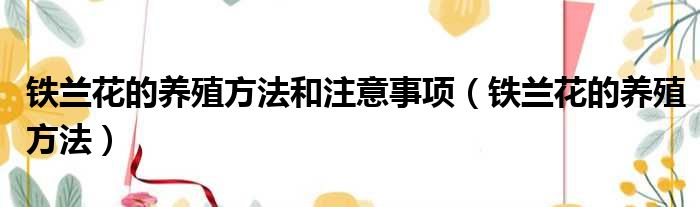 铁兰花的养殖方法和注意事项 铁兰花的养殖方法