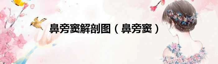 鼻旁窦解剖图 鼻旁窦