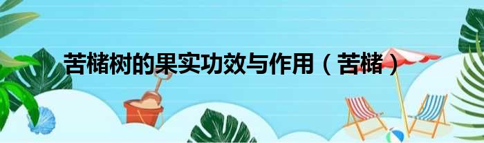 苦槠树的果实功效与作用 苦槠