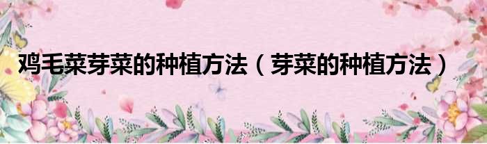 鸡毛菜芽菜的种植方法 芽菜的种植方法