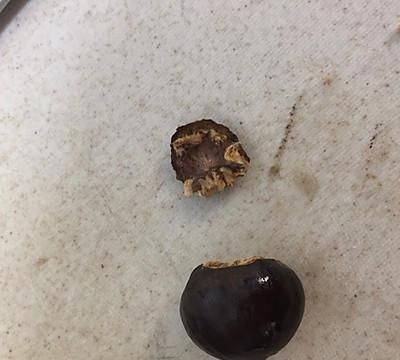 板栗炖牛肉最正宗的做法(牛肉炖板栗怎么炖才好吃)图6