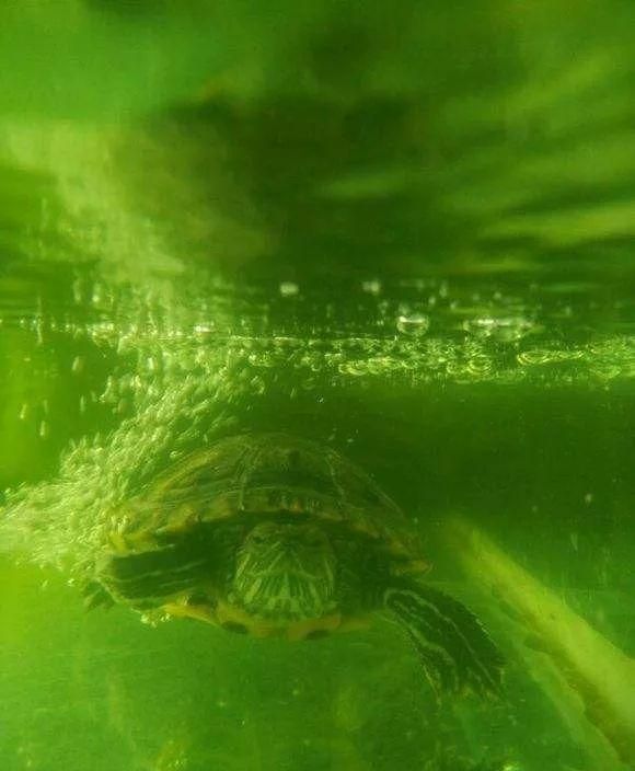 怎么喂龟不会脏水,几度就能喂龟图3