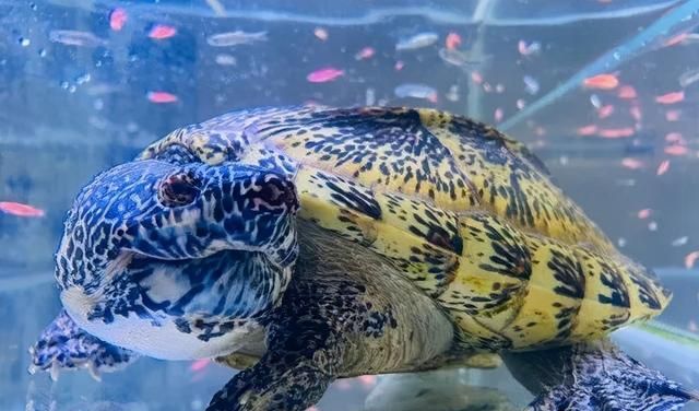 怎么喂龟不会脏水,几度就能喂龟图5