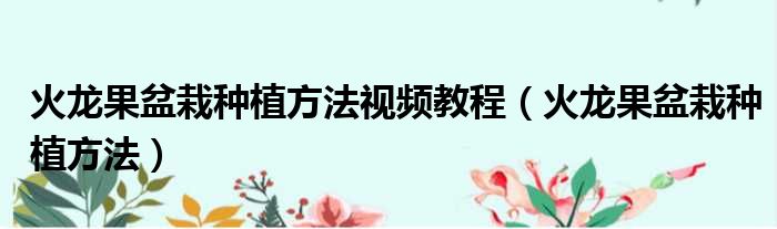 火龙果盆栽种植方法视频教程 火龙果盆栽种植方法
