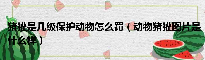 猪獾是几级保护动物怎么罚 动物猪獾图片是什么样