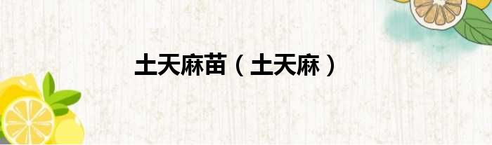 土天麻苗 土天麻
