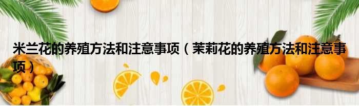 米兰花的养殖方法和注意事项 茉莉花的养殖方法和注意事项