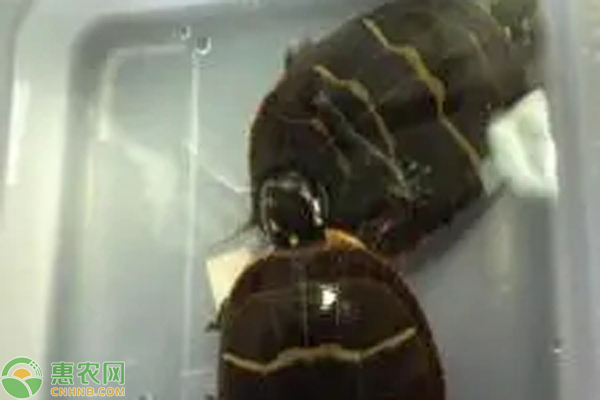 海葵和海龟哪种海洋动物的寿命更长