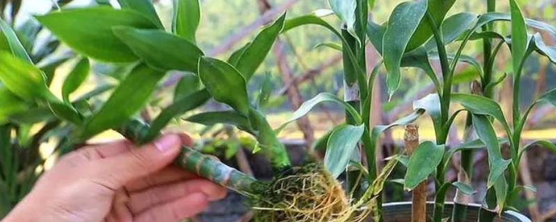 2qdvqsg0b4g 2qdvqsg0b4g