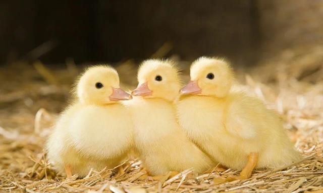 鸭子怎么分辨公母