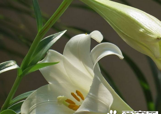 百合为什么那么苦有什么药用价值