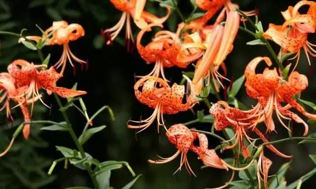 百合是白的好还是黄的好中药 百合是一种药吗有什么作用