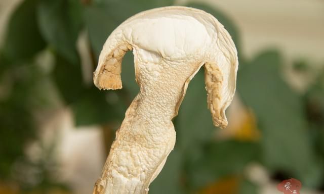 市场上常见的松茸种类有哪些 常见的松茸种类都有哪些你知道吗