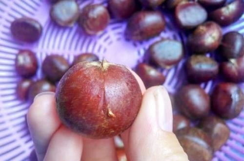 煮栗子要多长时间 煮栗子要多长时间好