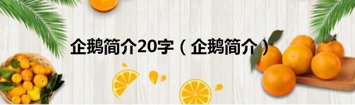 企鹅简介20字 企鹅简介