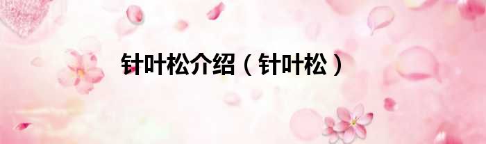 针叶松介绍 针叶松