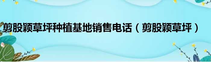 剪股颖草坪种植基地销售电话 剪股颖草坪