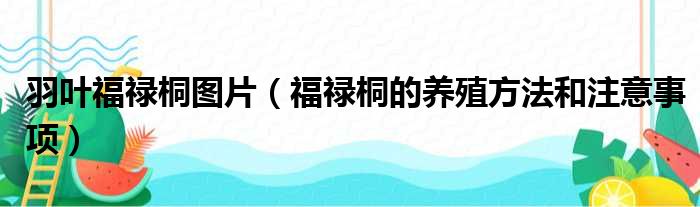 羽叶福禄桐图片 福禄桐的养殖方法和注意事项