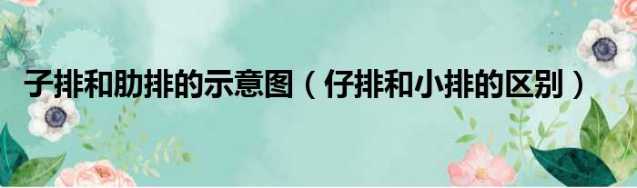 子排和肋排的示意图 仔排和小排的区别
