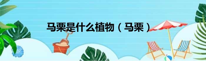 马栗是什么植物 马栗