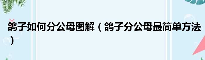 鸽子如何分公母图解 鸽子分公母最简单方法