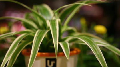 用盐水除甲醛?您还用过哪些妙招呢图3