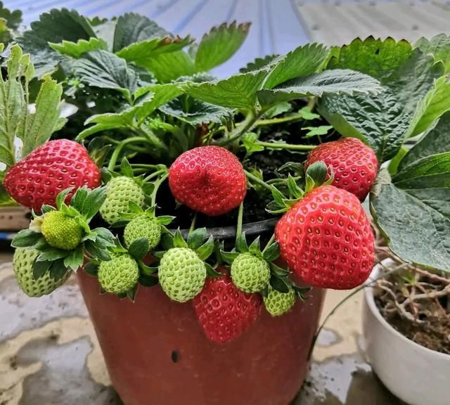 北方家里阳台盆栽的草莓怎么过冬