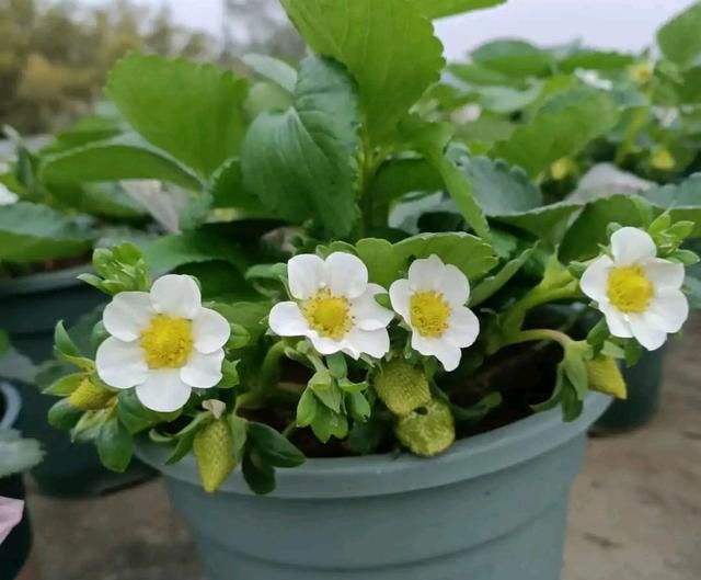 北方家里阳台盆栽的草莓怎么过冬图2