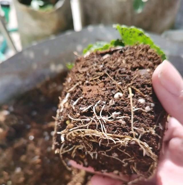 北方家里阳台盆栽的草莓怎么过冬图6