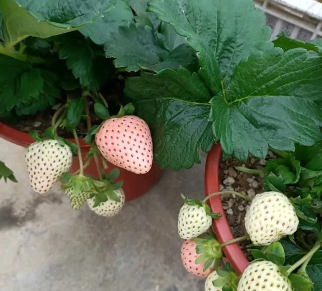 北方家里阳台盆栽的草莓怎么过冬图8