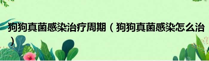狗狗真菌感染治疗周期 狗狗真菌感染怎么治