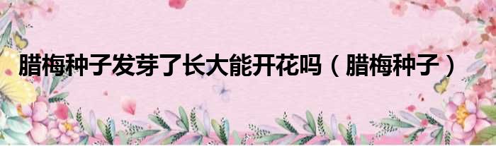 腊梅种子发芽了长大能开花吗 腊梅种子
