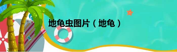 地龟虫图片 地龟