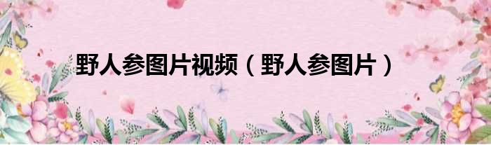 野人参图片视频 野人参图片