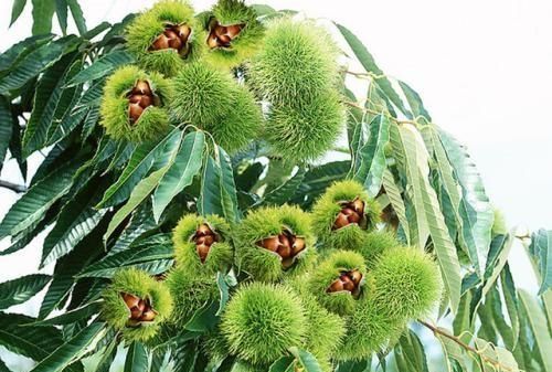 新鲜板栗怎么快速去壳剥皮 新鲜板栗怎么快速去壳