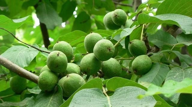 青皮核桃鲜香脆甜