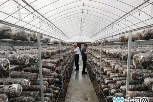 舞阳文峰乡有什么村 河南舞阳黄金菇