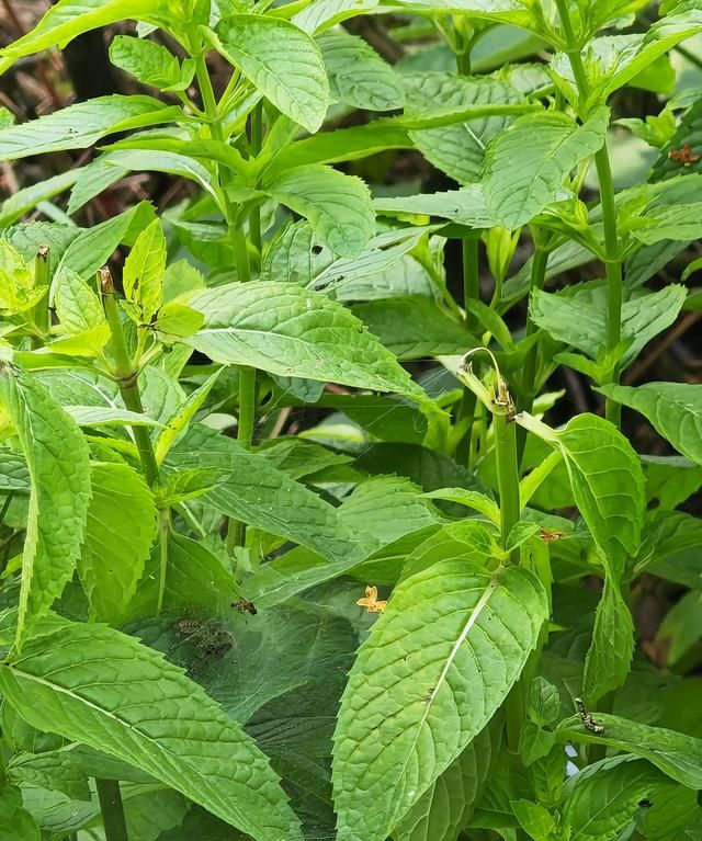 薄荷凉茶 薄荷凉茶配方大全清热解毒