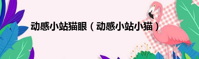 动感小站猫眼 动感小站小猫