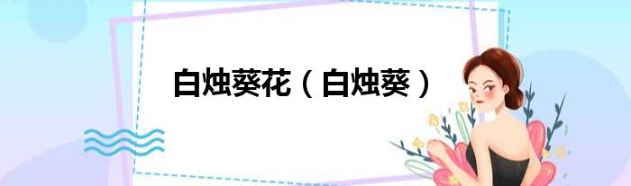 白烛葵花 白烛葵