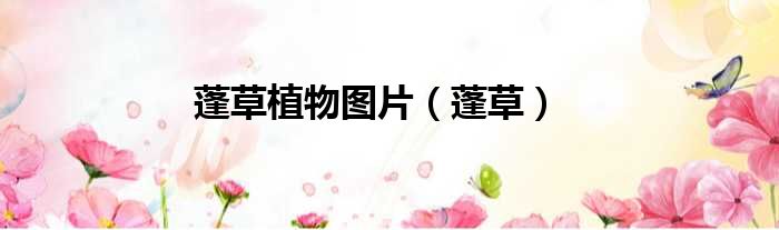 蓬草植物图片 蓬草