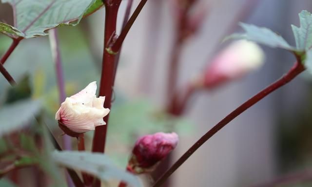 湖北宜都红秋葵种植技术