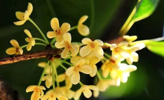 农村庭院里种什么树风水好 农村院子里适合种什么树更好