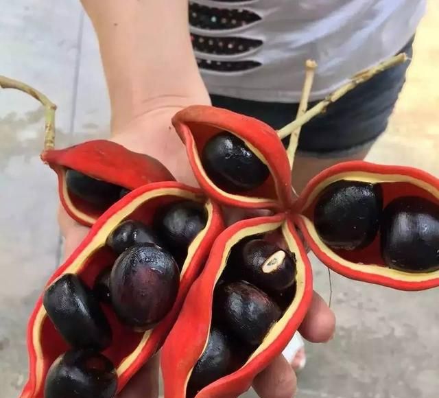 六旺子板栗吃法